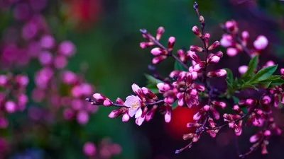 Sleek Flower Wallpaper Wallpaper 4K, Nature category