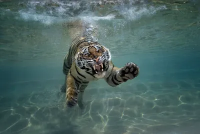 Sleek Majestic Wallpaper Animals Wallpaper 4K 1920x1280 A, Majestic, Tiger, Swims, Gracefully, Underwater, Showcasing, Its, Powerful, Form, Amidst, Shimmering, Gray, Landscape, Full HD