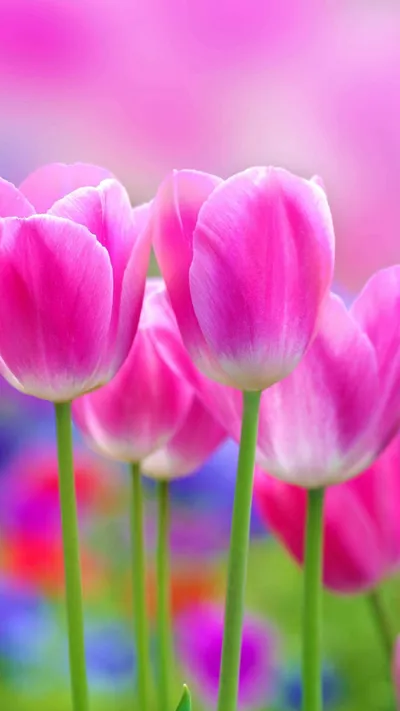 Crisp Full Wallpaper Wallpaper 4K, Nature category