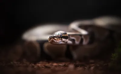 Golden Reptile Wallpaper Animals Wallpaper 4K 2048x1256 Reptile, Animal, Snake, Hd, Desktop, Wallpaper, Background, Gray, Ultrawide, Full HD