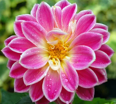 Flower Your Tablet Wallpaper 4K, Nature category