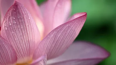Misty Flower Wallpaper Nature Wallpaper 4K 1920x1080 Gray