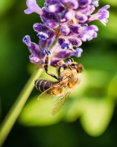 Bee Working Lavender Flower Nature Wallpaper 4K 2208x2760 Bee, Full HD, Square
