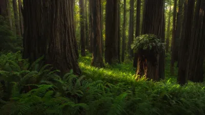 Dreamy Lush Wallpaper Nature Wallpaper 4K 3840x2160 Lush, Green, Forest, With, Towering, Trees, And, Dense, Ferns, Captured, Stunning, Ultra, Brown, Gray, Blue, Ultrawide, 4K