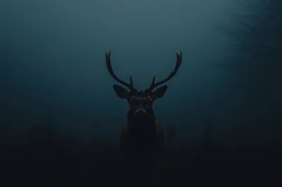 General Wallpaper 2208x1471 Animals Wallpaper 4K 2208x1471 Deer, Full HD, Ultrawide