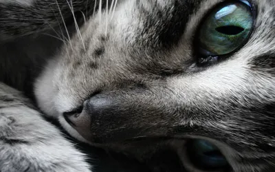 Vivid Animal Wallpaper Animals Wallpaper 4K 1920x1200 Animal, Cat, Hd, Desktop, Wallpaper, Background, Image, Gray, Ultrawide, Full HD