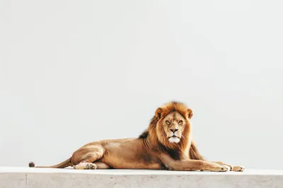 General Wallpaper 2208x1471 Animals Wallpaper 4K 2208x1471 Lion, Full HD, Ultrawide