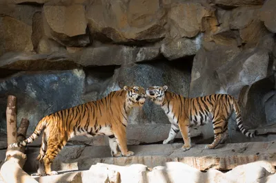 Radiant Two Wallpaper Wallpaper 4K, Animals category