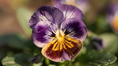 Close Pansy Purple Yellow Rust Abstract Wallpaper 4K 4606x2590 Close-up, Ultrawide, 4k