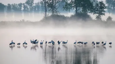 Dreamy Flock Wallpaper Animals Wallpaper 4K 2048x1152 A, Flock, Of, Cranes, Stands, In, Shallow, Water, Surrounded, Dense, Fog, Creating, White, Ultrawide, Full HD