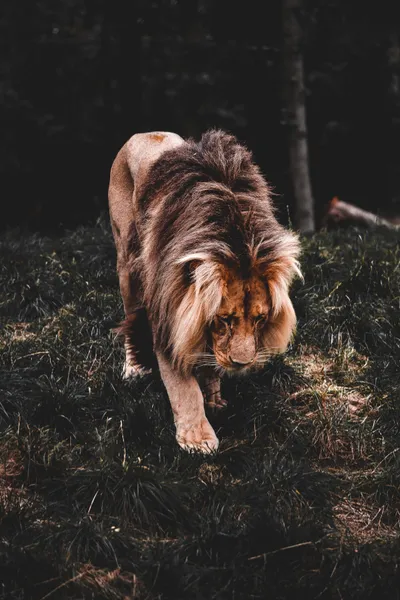 General Wallpaper 2208x3312 Animals Wallpaper 4K 2208x3312 Lion, Full HD, Portrait