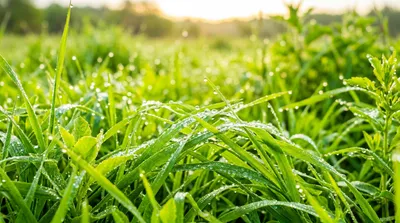 Morning Dew Green Grass Sunrise Nature Wallpaper 4K 5502x3070 Ultrawide, 4k