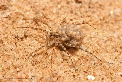 Misty Spider Wallpaper Wallpaper 4K, Animals category