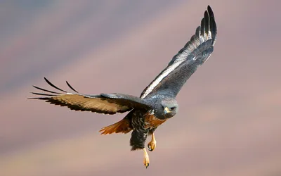 Bird Mid Flight Wallpaper 4K, Animals category