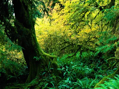 Vibrant Forest Towering Tree Lush Wallpaper 4K, Nature category