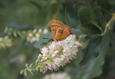Flower Macro Insect Wallpaper 4K, Animals category
