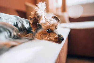 Anime Wallpaper 2208x1471 Abstract Wallpaper 4K 2208x1471 Yorkshire-terrier, Room, Full HD, Ultrawide