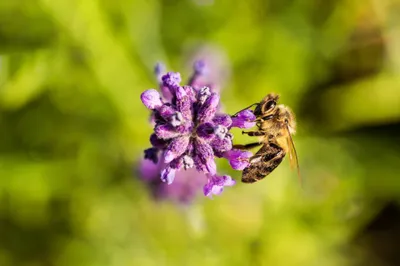 Honey Bee Lavender Flower Nature Wallpaper 4K 2208x1471 Bee, Full HD, Ultrawide