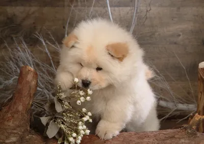 Fluffy Light Brown Puppy Wallpaper 4K, Nature category