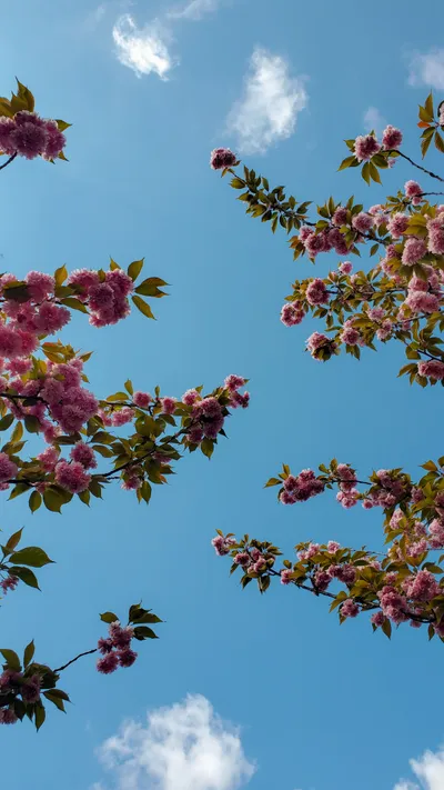 Misty Springtime Wallpaper Wallpaper 4K, Nature category