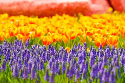 Nature Purple Grape Nature Wallpaper 4K 1920x1280 Hd, Pc, Desktop, Wallpaper, Of, A, Nature, Scene, Purple, Grape, Hyacinths, Foreground, Yellow, Landscape, Full HD