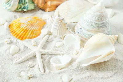 Starfish Summer Sand Nature Shell Space Wallpaper 4K 4937x3270 Starfish, Summer, Sand, Nature, Shell, Hd, Desktop, Wallpaper, White, Ultrawide, 4K