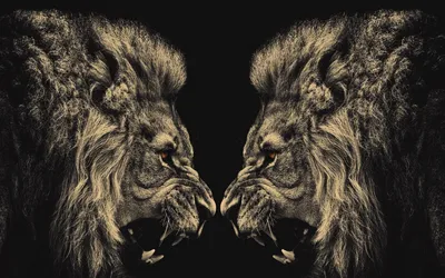 Two Majestic Lions Animals Wallpaper 4K 1920x1200 Hd, Desktop, Wallpaper, Featuring, Two, Majestic, Lions, Facing, Each, Other, Dark, Brown, Gray, Ultrawide, Full HD
