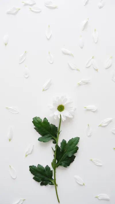 Epic White Wallpaper Wallpaper 4K, Abstract category