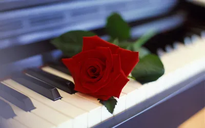 Calm Close Wallpaper Nature Wallpaper 4K 1920x1200 A, Close-up, Of, Red, Rose, Resting, On, Keys, Piano, Creating, Harmonious, Blend, White, Ultrawide, Full HD
