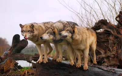 Calm Group Wallpaper Nature Wallpaper 4K 2560x1600 A, Stunning, Hd, Wallpaper, Featuring, Group, Of, Wolves, Standing, Together, Log, Surrounded, White, Ultrawide, QHD