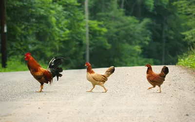Vivid Vibrant Wallpaper Abstract Wallpaper 4K 1920x1200 A, Vibrant, Hd, Wallpaper, Featuring, Three, Chickens, Crossing, Dirt, Road, Set, Against, White, Ultrawide, Full HD