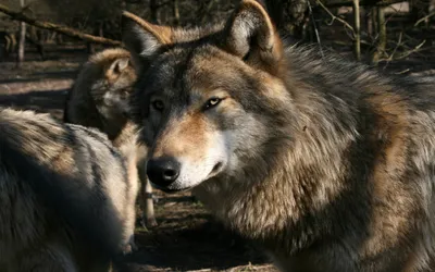 Majestic Wolf Stands Animals Wallpaper 4K 1680x1050 A, Majestic, Wolf, Stands, In, Focus, Surrounded, By, Pack, Natural, Setting, Capturing, Brown, Gray, Ultrawide