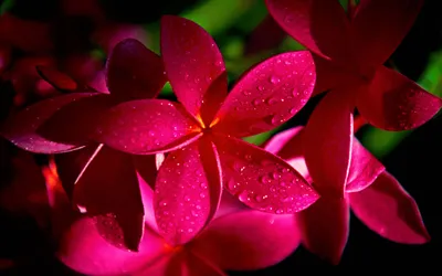 Close Vibrant Pink Plumeria Frangipani Wallpaper 4K, Nature category