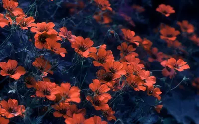 Vibrant Display Orange Wallpaper 4K, Nature category