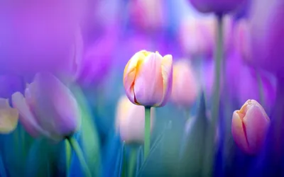 Epic Vivid Wallpaper Abstract Wallpaper 4K 1920x1200 Hd, Desktop, Wallpaper, Featuring, A, Vivid, Field, Of, Purple, Pink, Tulips, Focus, Ultrawide, Full HD