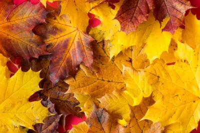 Fall Autumn Leaves Close Nature Wallpaper 4K 2208x1471 Full HD, Ultrawide