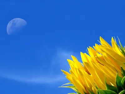 Vibrant Yellow Flower Petals Nature Wallpaper 4K 1600x1200 Hd, Desktop, Wallpaper, Featuring, Vibrant, Yellow, Flower, Petals, Against, Clear, Blue, Sky, Red, Pink, Landscape