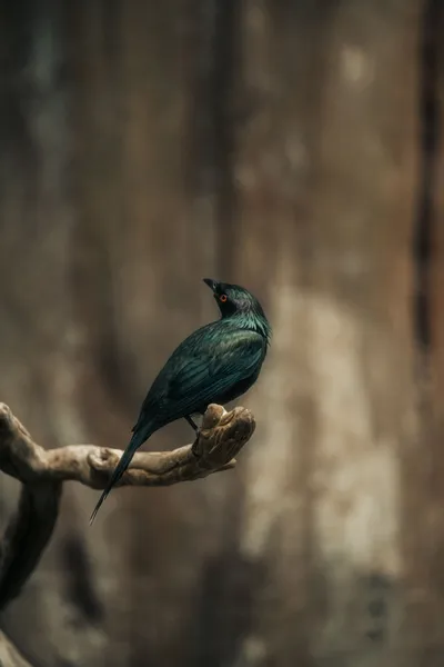 Elegant Bird Perched Branch Animals Wallpaper 4K 6336x9504 Gray, Brown