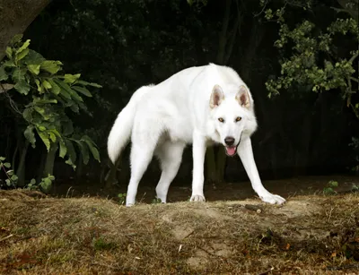 White Dog Alert Stance Animals Wallpaper 4K 3044x2336 White, Dog, With, Alert, Stance, On, A, Grassy, Edge, Before, Dark, Trees, Landscape, QHD