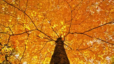 Crisp Vibrant Wallpaper Wallpaper 4K, Nature category