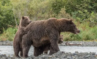 Bear Her Cub Standing Animals Wallpaper 4K 2640x1600 Hd, Desktop, Wallpaper:, Of, A, Bear, And, Her, Cub, Standing, Rocky, Ground, Gray, White, Ultrawide, QHD