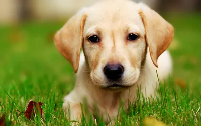 Vibrant Close Wallpaper Wallpaper 4K, Animals category