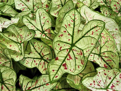 Caladium Leaves Abstract Wallpaper 4K, Abstract category