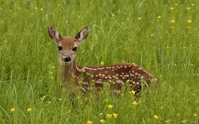 Young Deer Standing Wallpaper 4K, Animals category