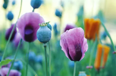 Bold Close Wallpaper Abstract Wallpaper 4K 2312x1526 Hd, Pc, Desktop, Wallpaper, Featuring, A, Close-up, Of, Vibrant, Purple, Orange, Poppies, White, Ultrawide, Full HD