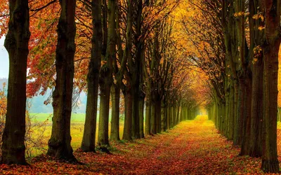 Calm Nature Wallpaper Nature Wallpaper 4K 1920x1200 Hd, Pc, Desktop, Wallpaper, Showcasing, A, Nature, Scene, Tree-lined, Path, Covered, Vibrant, Brown, Ultrawide, Full HD