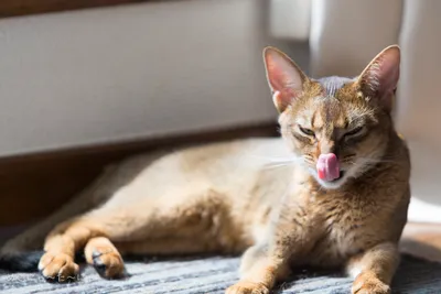 Close Cat Lying Wallpaper 4K, Animals category