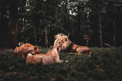 Lion Two Lionesses Animals Wallpaper 4K 2208x1471 Lion, Full HD, Ultrawide