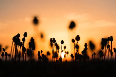 Poppy Seed Pods Abstract Wallpaper 4K 2208x1471 Seed, Full HD, Ultrawide