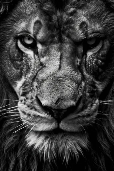 General Wallpaper 2208x3313 Animals Wallpaper 4K 2208x3313 Close-up, Lion, Full HD, Portrait